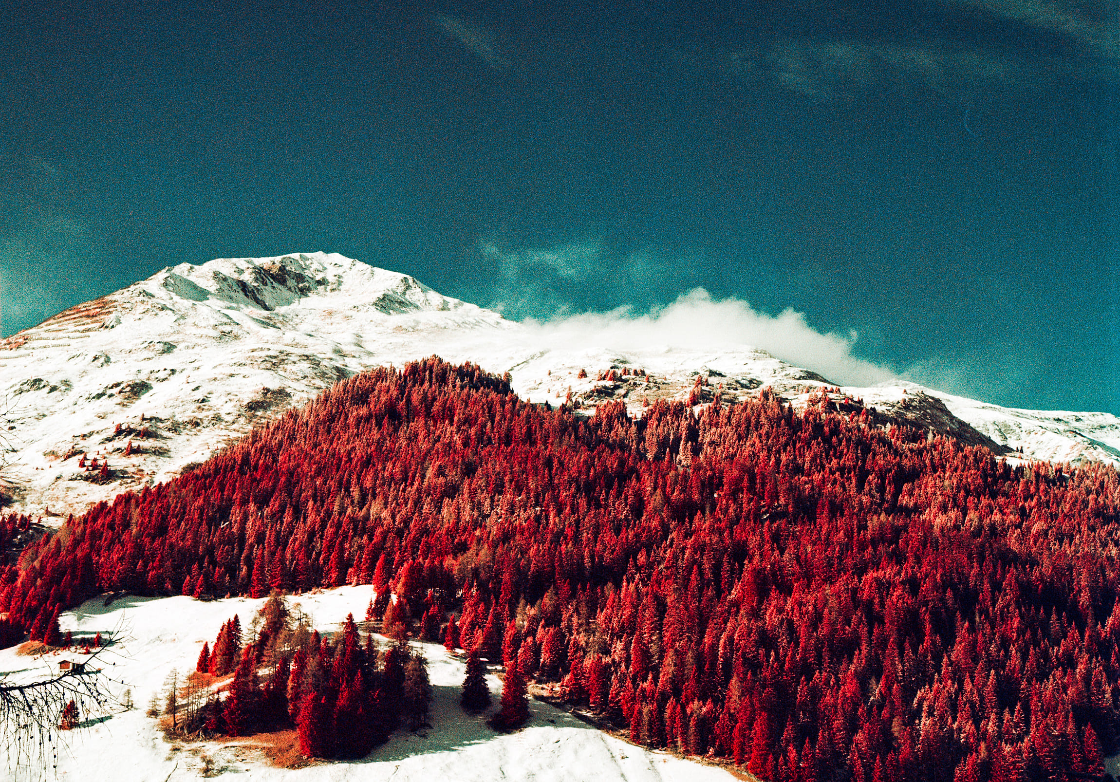 Red Winter III - Film Photography - Landscape - Davos - Color Infrared Film - Kodak Aerochrome - Snow - Winter - Black & White - Lomobox - Photography - Basel - Switzerland